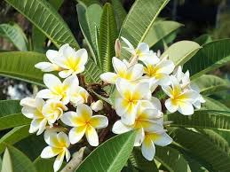 Plumeria Plant